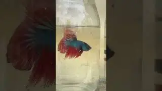 Bettas love #superbettashd #bettas #peces #viralshort #fish