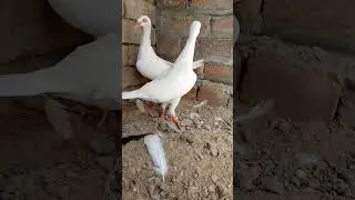 bahut hi nayab joda hai 🥰 #kabutar #pets #pjan #showpiece #highflyer #love #pubg #pakistan #india