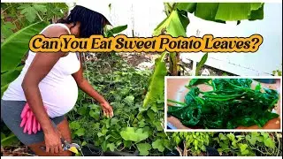 Можно ли есть листья батата?🍠