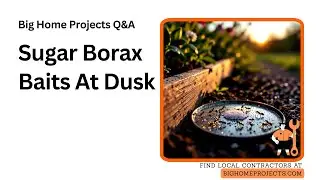 Sugar Borax Nest Baiting At Dusk Garden Rescue