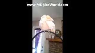 Moluccan Cockatoo Dancing to music