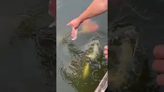 Feeding The Dock MONSTERS