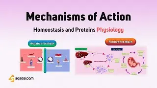 Homeostasis and Proteins Physiology | Basic Body Functions | Mechanisms of Action