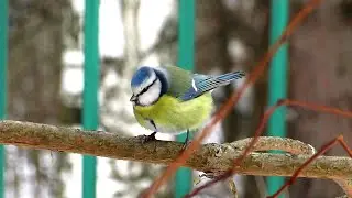 Лазоревка, Буроголовая Гаичка и Поползень / Blue tit, Willow tit and Eurasian Nuthatch
