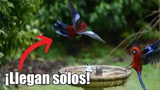 Como atraer pájaros al jardín, ¡Con pasos fáciles de seguir!