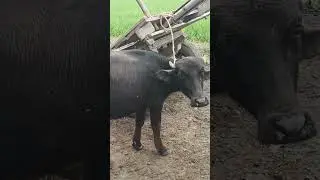 CATTLE HEALTH  is live! گل گھوٹو کیسH.S Hemorrhagic Septicemia disease case treatment live.#viral 
