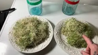 🧲😱 МАГНИТНЫЕ СЕМЕНА ЗАВЕРШИЛИ ЭКСПЕРИМЕНТ! 🧲😱