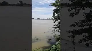 #Dolfin in parman river Araria,#Parman nadi me dolfin#परमान नदी#डॉल्फिन अररिया परमान नदी में,#Araria