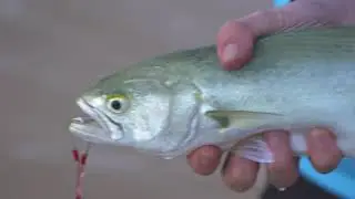 PENN Defiance Ready to Fish Combos