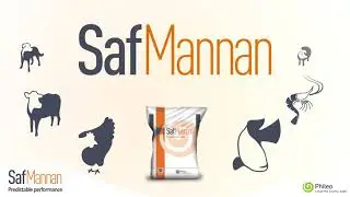 Phileo Safmannan Aves