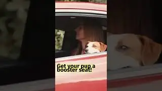 Car accessories you need for your next road trip with your pets #shorts