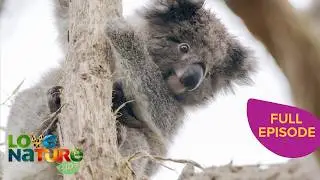 Koalas on the Move During Mating Season | Secret Life of the Koala 102