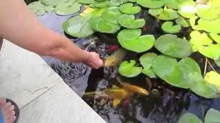 Laghetto e koi