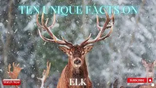Ten Unique Facts On Elk | Facts On Elks