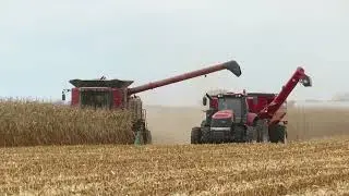 Harvest 2020 | Case IH 7230 Combine Harvesting Corn | Corn Harvest 2020