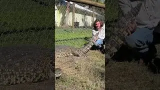 The Croc that bit my leg!🐊 #shorts #Crocodile