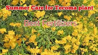 Summer Care for Tecoma Plant| Best Fertilizer and care for gori chori/Tecoma plant
