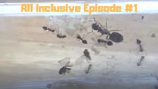 All Inclusive Ant Journal- Entry 1