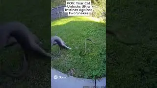 2 SNAKES VS CAT CAUGHT ON RING CAMERA!! **MUST SEE**