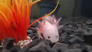 Axolotl feeding time! Watch them devour their meal. 🍽️