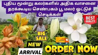 அதிக மனம் வீசக்கூடிய மூன்று கலர்களில் -ஆரஞ்சு,வெள்ளை, பியூர் வெள்ளை செண்பகம் பூச்செடிகள் -புதிய வரவு