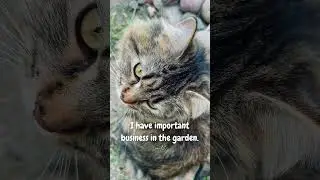 Polka&rsquo;s Garden Mission #catcloseup #catlover #cutecat #catshorts