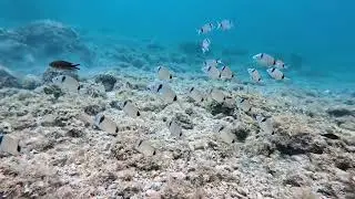 Dive With Me &ndash; Surrounded by a Beautiful School of Fish 🐟🌊