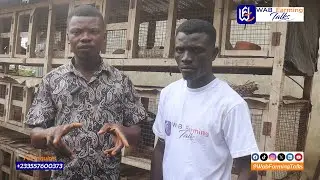 The Ultimate Guide to Starting Rabbit Farming in Ghana in 2024