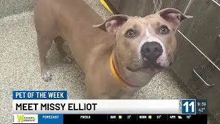 PET OF THE WEEK: Meet Missy Elliott!