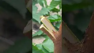 Easy grafting techniques in mulberry tree grafting #grafting #satisfying #gardening #craft #shorts