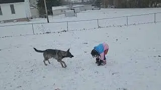 Немецкая овчарка любит семью и снег!
