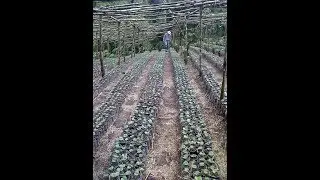 Amegy Bank- Copan Coffee Roaster story!
