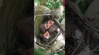 Cardinal Nest Has Baby Birds! 🐦🐣🐣🐣   4K #SHORTS