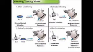 Nervous System Part 6 - Conditioning (A-Level Biology)