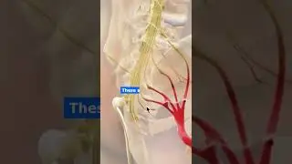 Is SI Joint the reason for your sciatica ?!