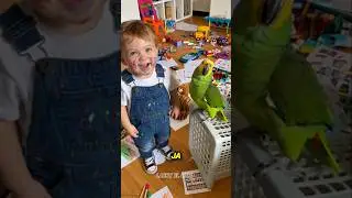 Este loro delat&oacute; al ni&ntilde;o sin miedo 😂🦜 #shorts #humor #comedia