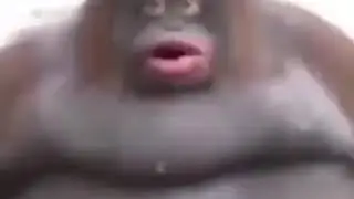 Le monke meme remix