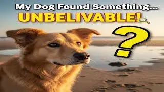 Searching for the Impossible: What My Dog Found at the Beach! 🔍🐕