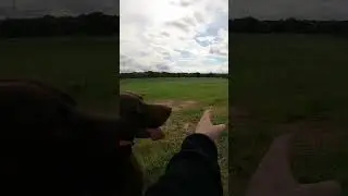 Bird Dog Retriever Training with our German Shorthaired Pointer Gundog #shorts