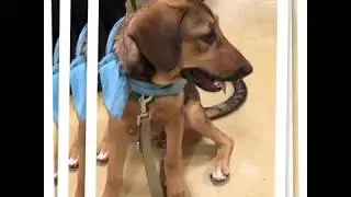 German Shepherd/Coonhound mix with Rover Rescue