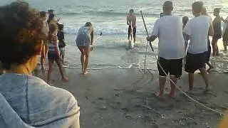 6 Foot Bull Shark Caught By Local  At Blind Pass Beach Manasota Key Florida 28 May 2017