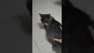I ruined my cat's catloaf position