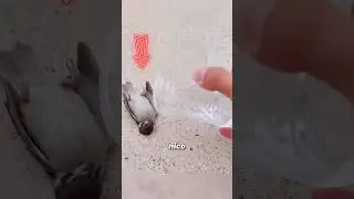 The sparrow is suffering from heatstroke #anime #pets #lucknow #cute #rescue #bird