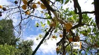 Art collective maps out free fruit trails