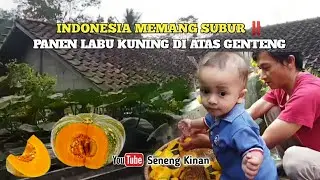 KEHIDUPAN DI DESA ‼️PANEN LABU KUNING DIATAS GENTENG RUMAH @senengkinan