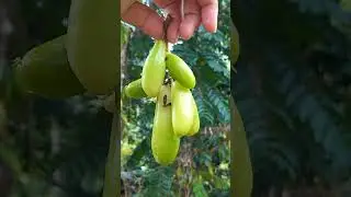 Averrhoa bilimbi/ Iba/ Kamias fruit#delicious #kamias #fruit #fruitpicking#bukid #bukidfeels#fruits