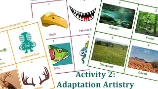 Activity  2: adaptation artistry