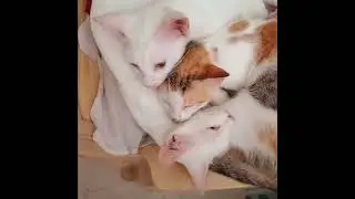 Cute A Synonym For Cat 😼 #cat