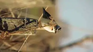 PANASONIC LZ-40 TEST VIDEO.