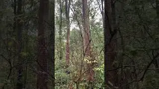 Rainy Woodland Ambience | Relaxing Nature Sounds (ASMR Ambience) #asmrsounds #natureaudio